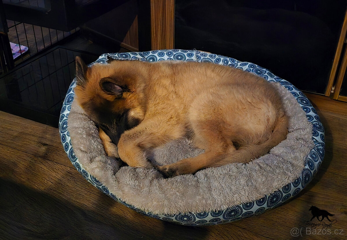 Belgický ovčák Tervueren - kluk s PP s odběrem ihned - 5