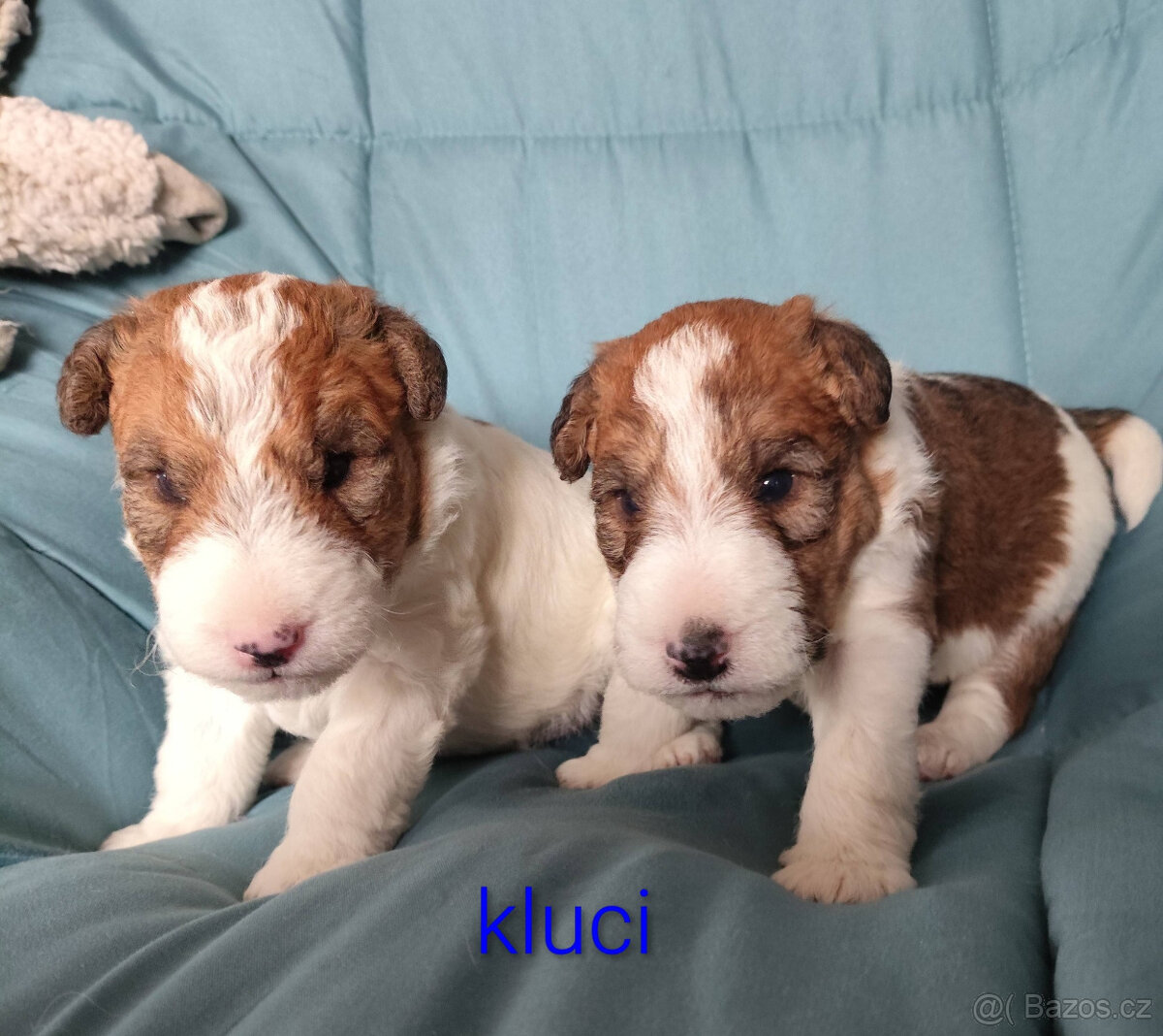 Foxteriér drsnosrstý s PP - 5