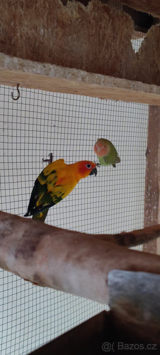 Agapornis růžohrdlý - 5