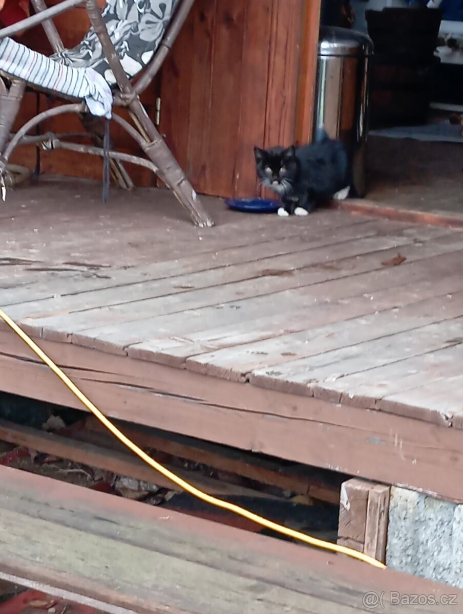 Daruji koťátka - 5