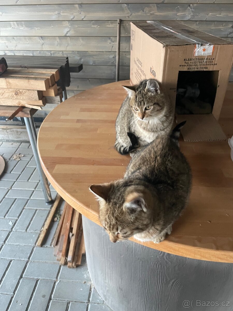 Daruji 2 kocourky - 5