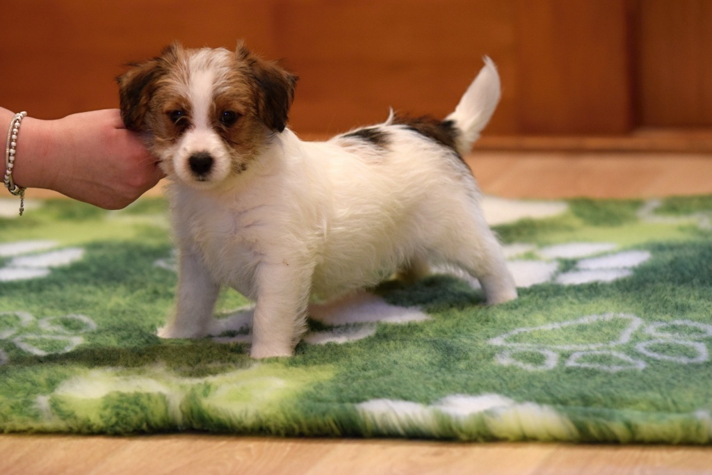 Jack Russel teriér s PP - Valmont - 5