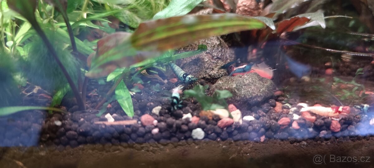 Akara cichlida papuščí endlerky krevetky - 5