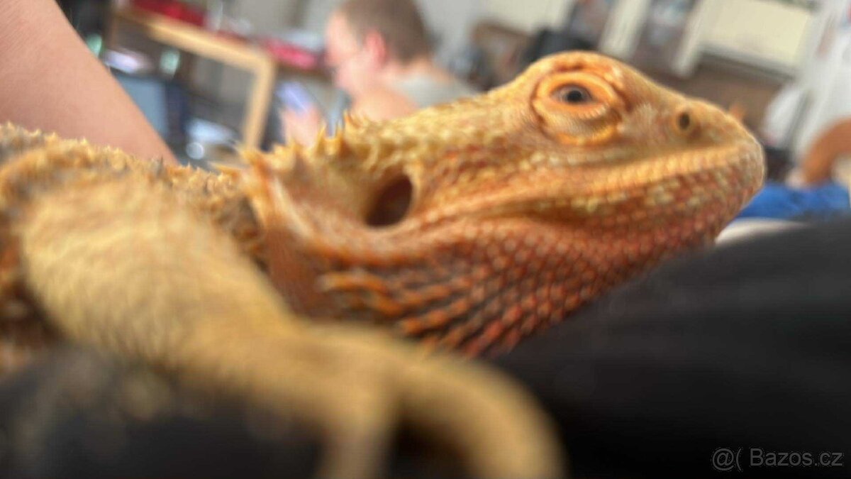 Prodám Agamu a chameleona - 5