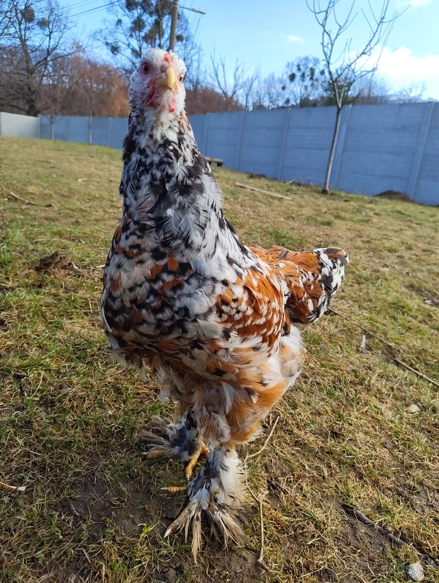 Brahmánka velká - porcelán - 5