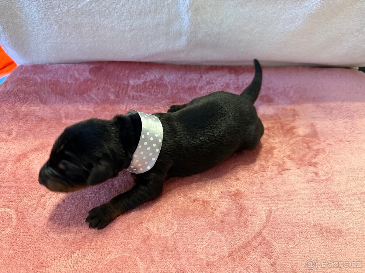 Stenata dobermana s pp - 5