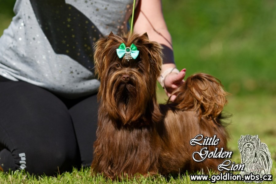 Jorkšírský teriér s PP - fena - 5