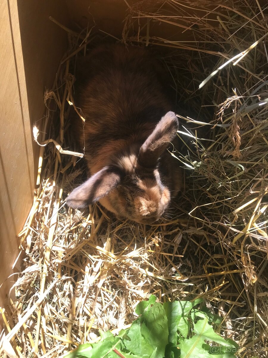 Prodam dva kraliky zakrsle - 5