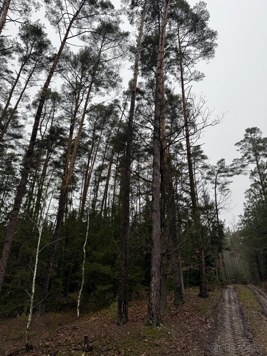 Prodám pozemky v k.ú. Veliny - 5