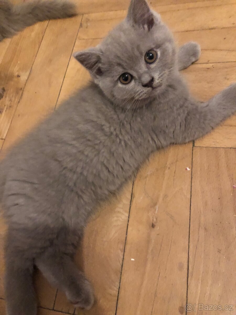 Britská koťata lila – bez PP - 5