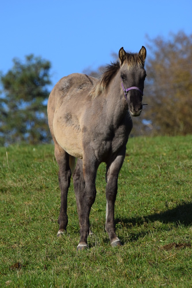 Exkluzivní Quarter horse kobylka - 5