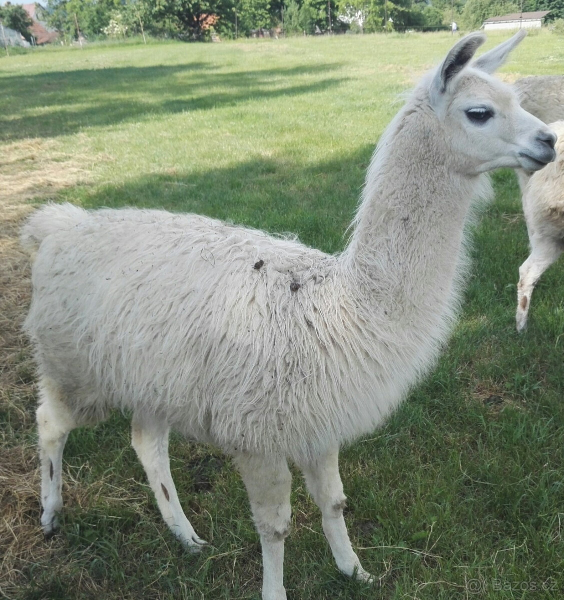 Lama-lamy - 5