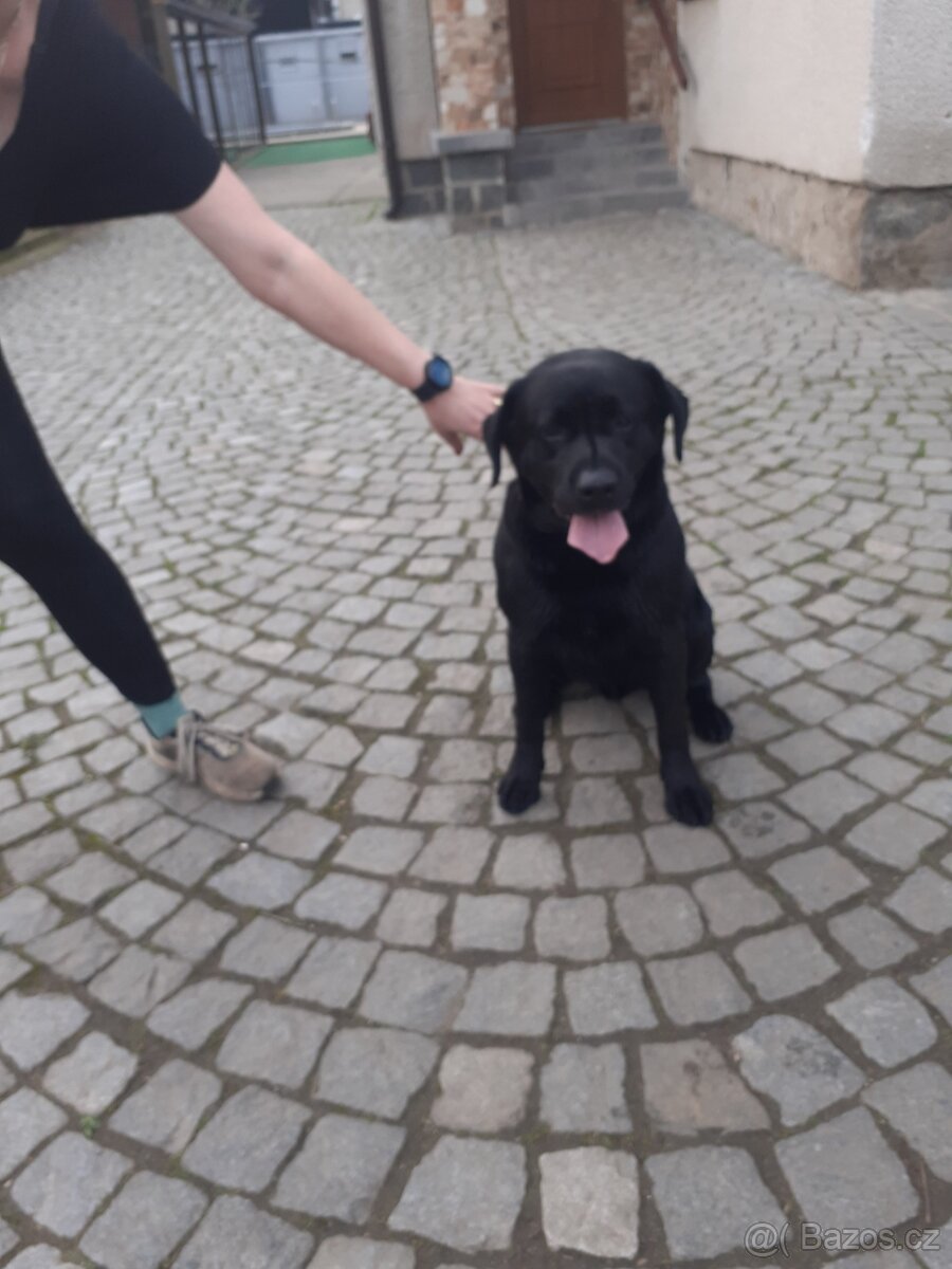 Labrador štěně - 5