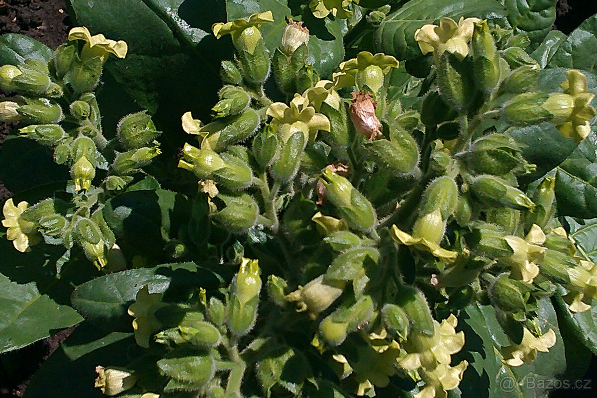 Selský tabák semínka + ostatní - 5