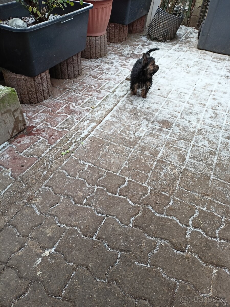 Jorkšírský teriér s PP - 5