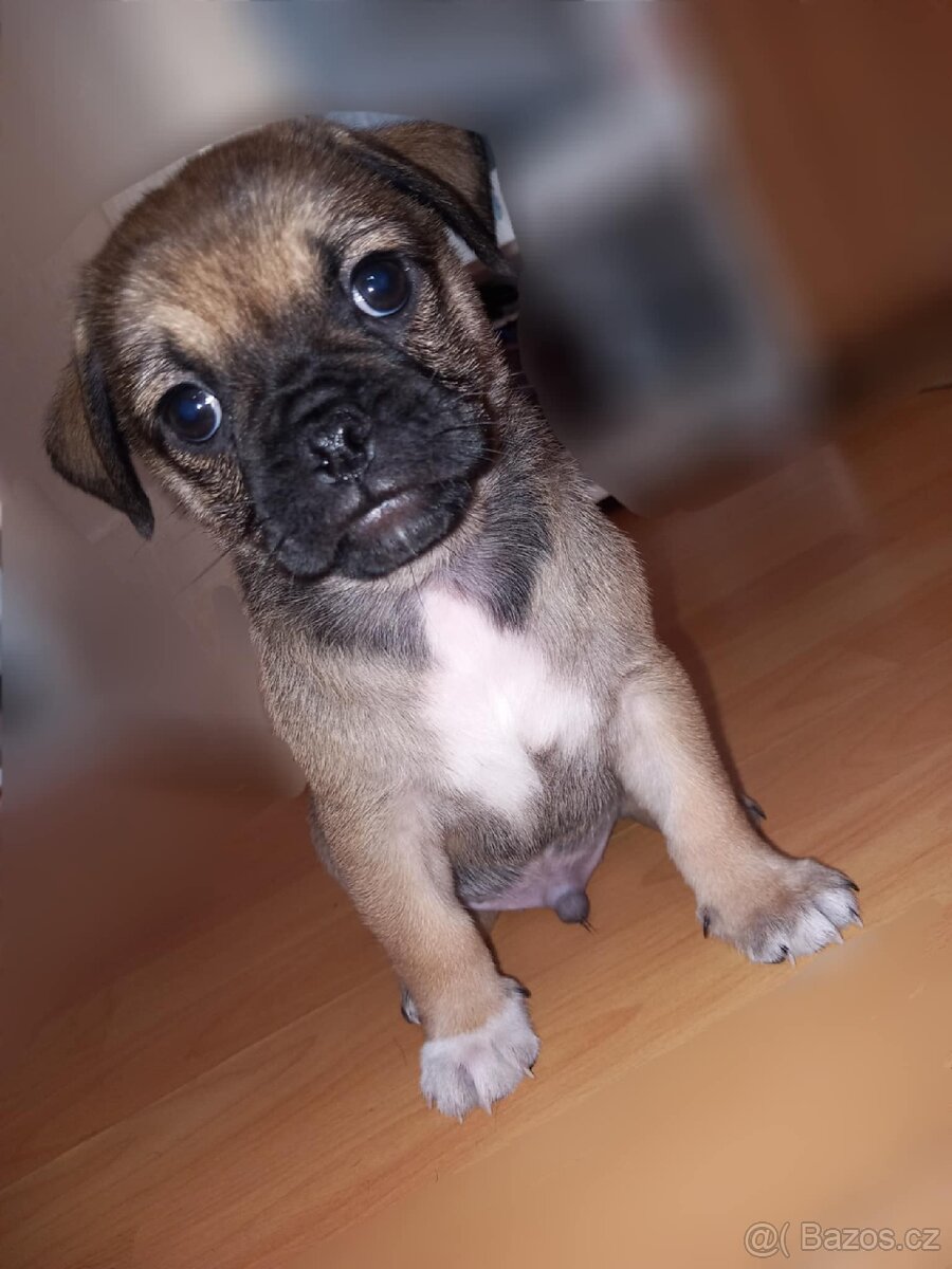 Štěňata Mops > s pinčem - 5