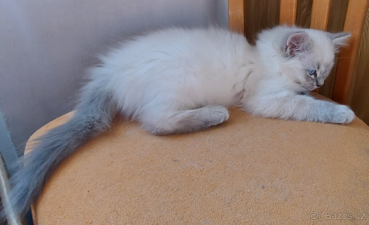 Maciatka ragdoll na odber - 5