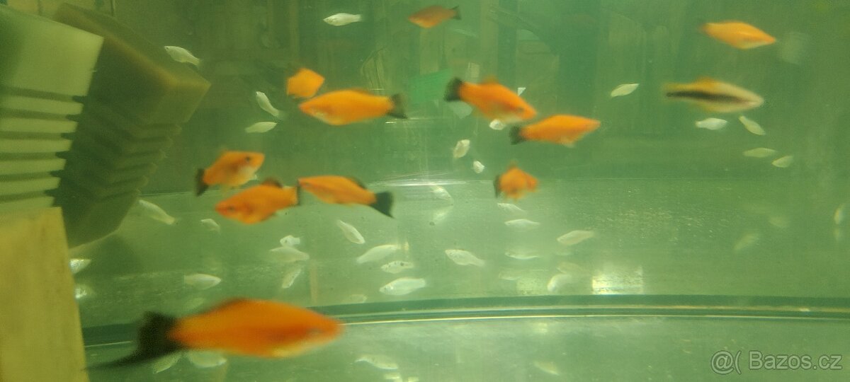 Hrotočelec prstenčitý - 5