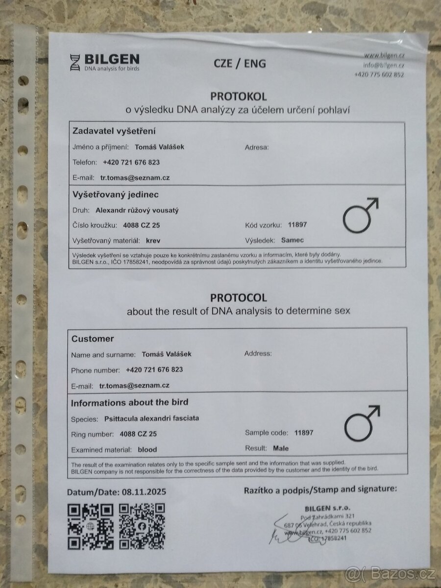 Alexandr růžový vousatý - 5