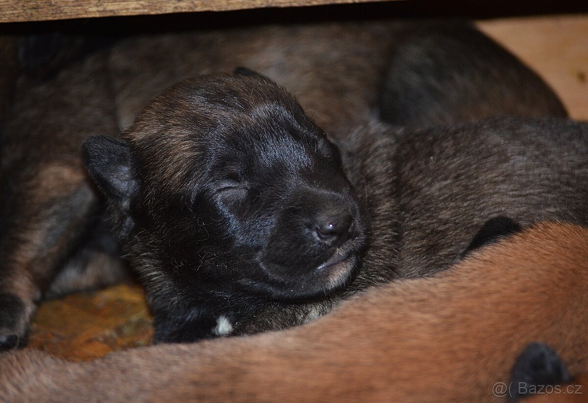 Belgický ovčák MALINOIS s PP - 5