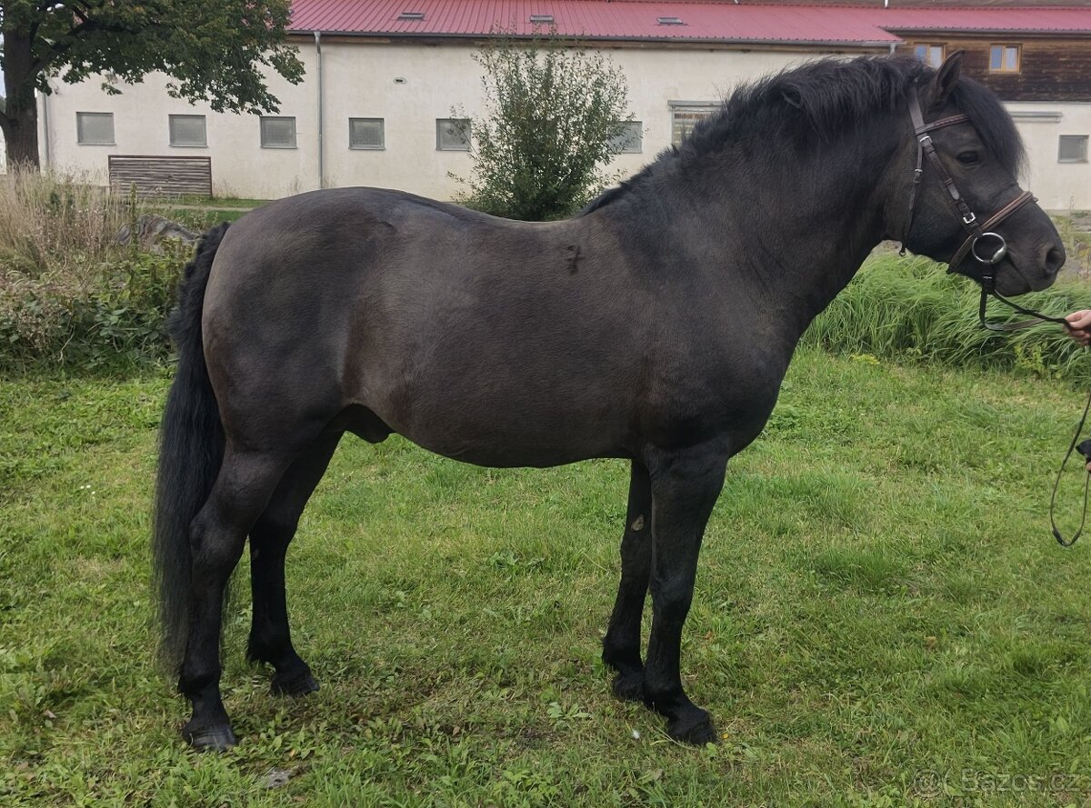 Huculský hřebec - 5