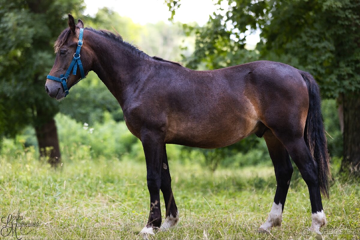 Stáj Zámek Ellischau - hřebec WPBr nar.2024 - 5