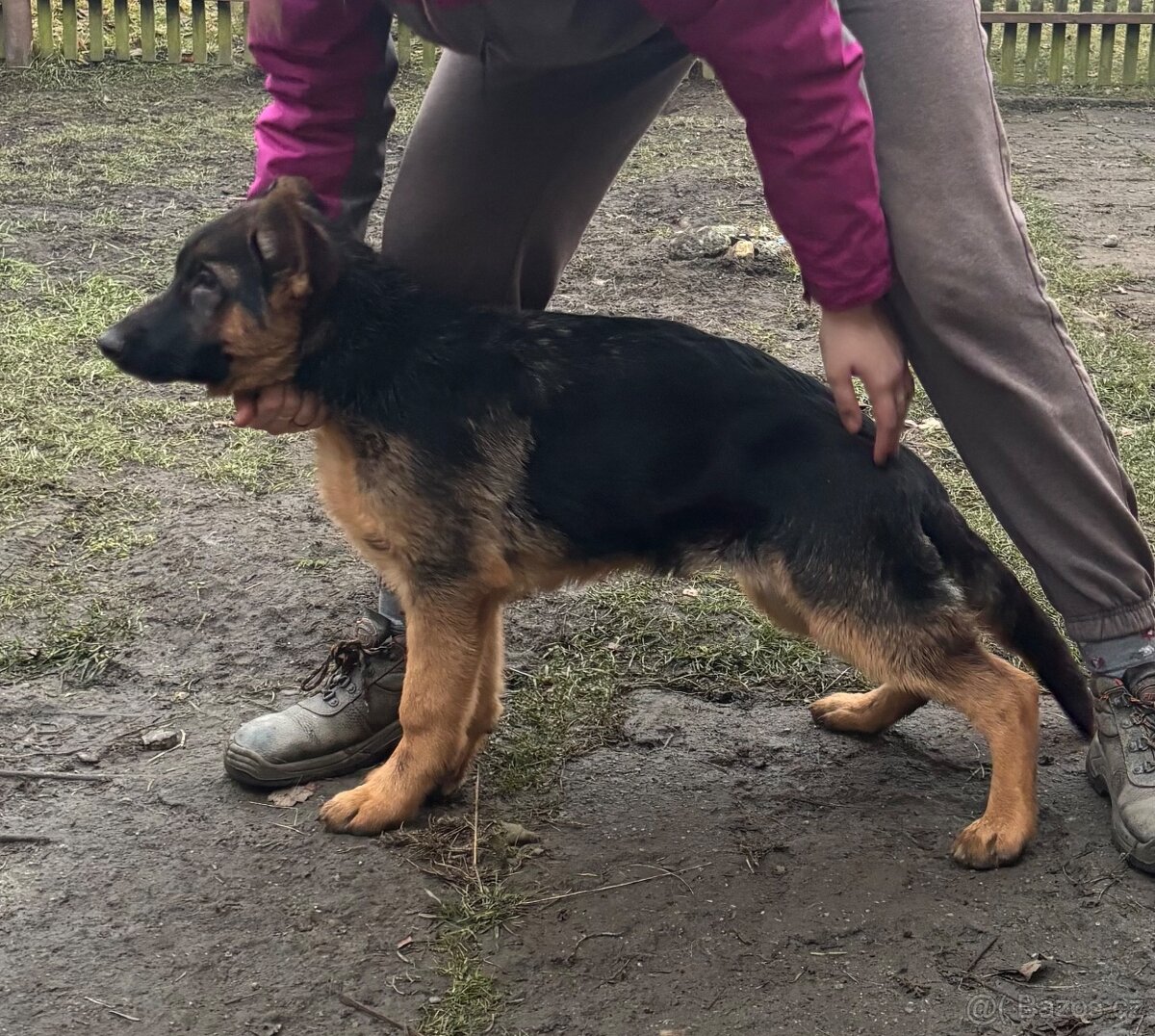 Štěňata Německého ovčáka s PP - 5