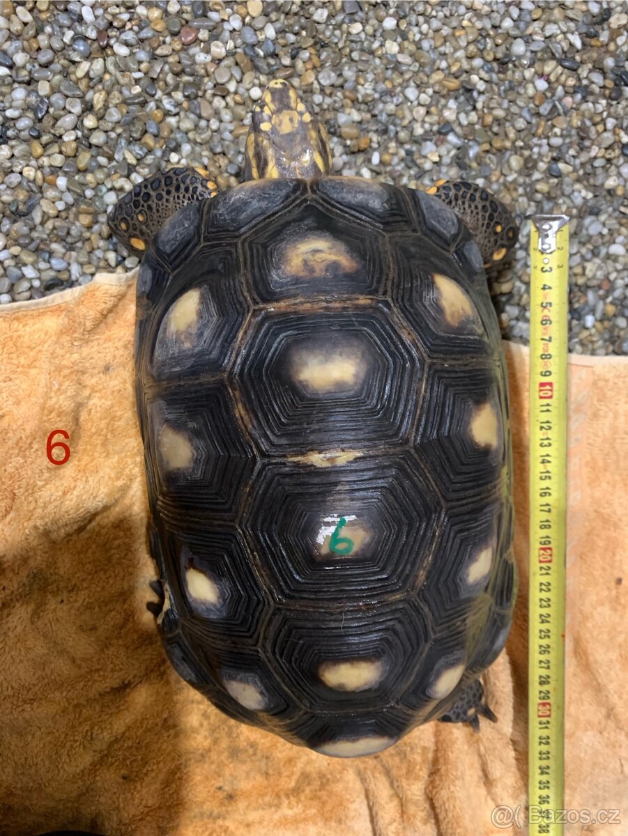 Suchozemská želva uhlířská - 5