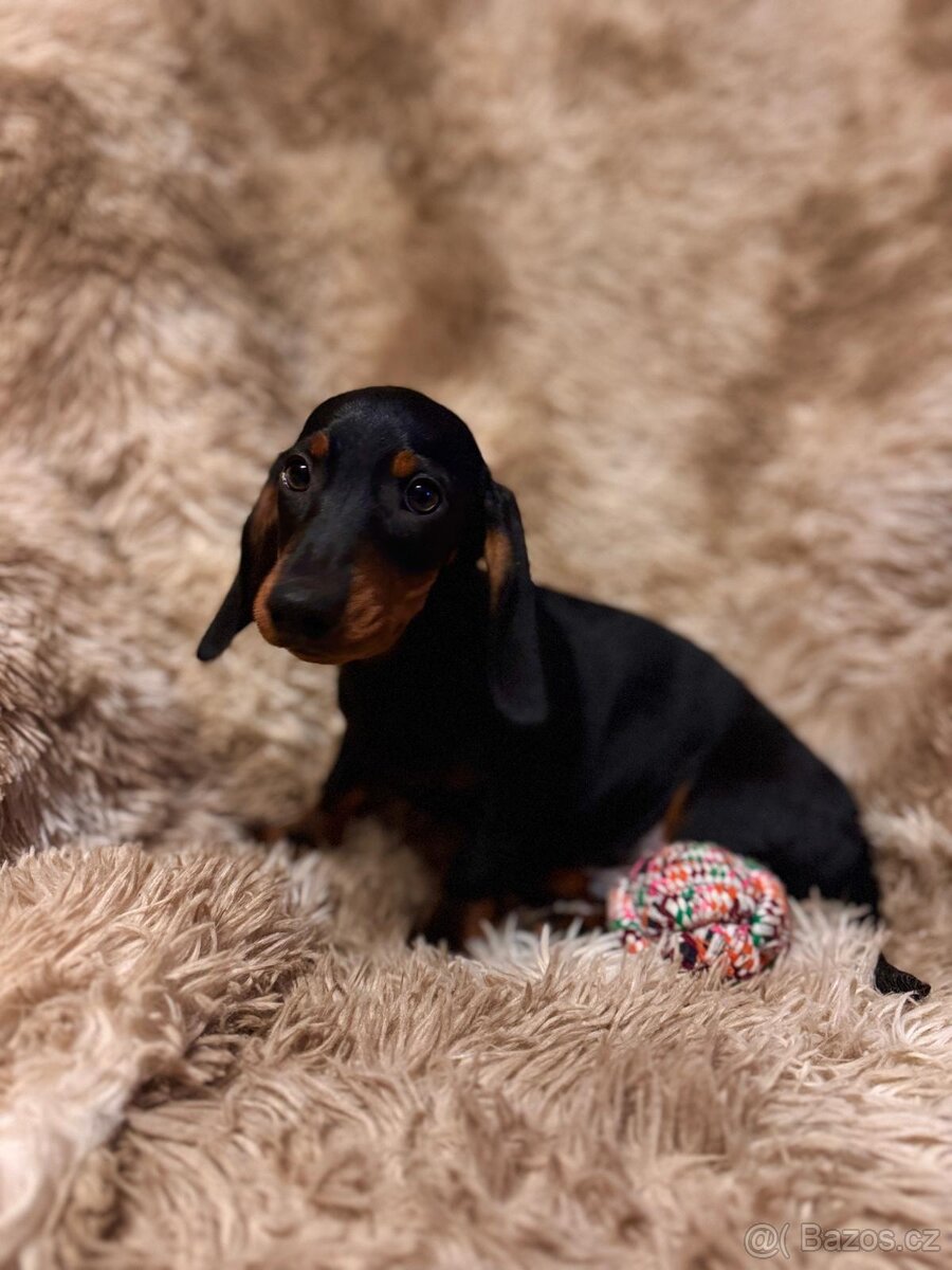 Jezevčík hladkosrstý trpasličí - 5