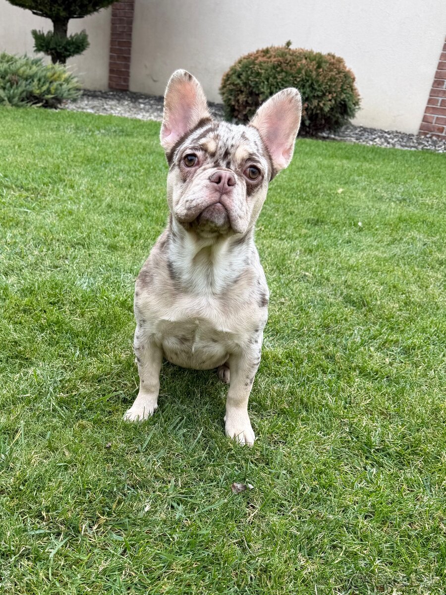 Francouzsky buldoček isabella tan merle fenka - 5