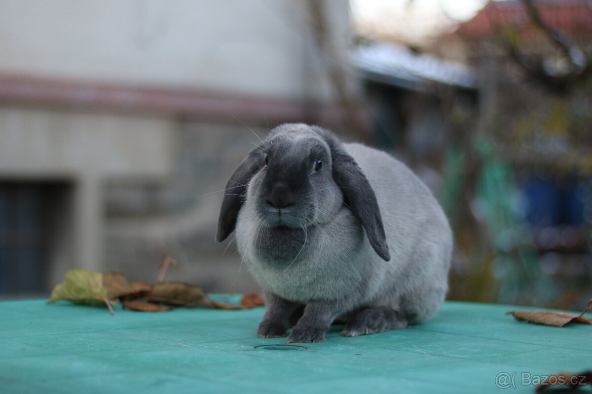 Sportovní králík - 5