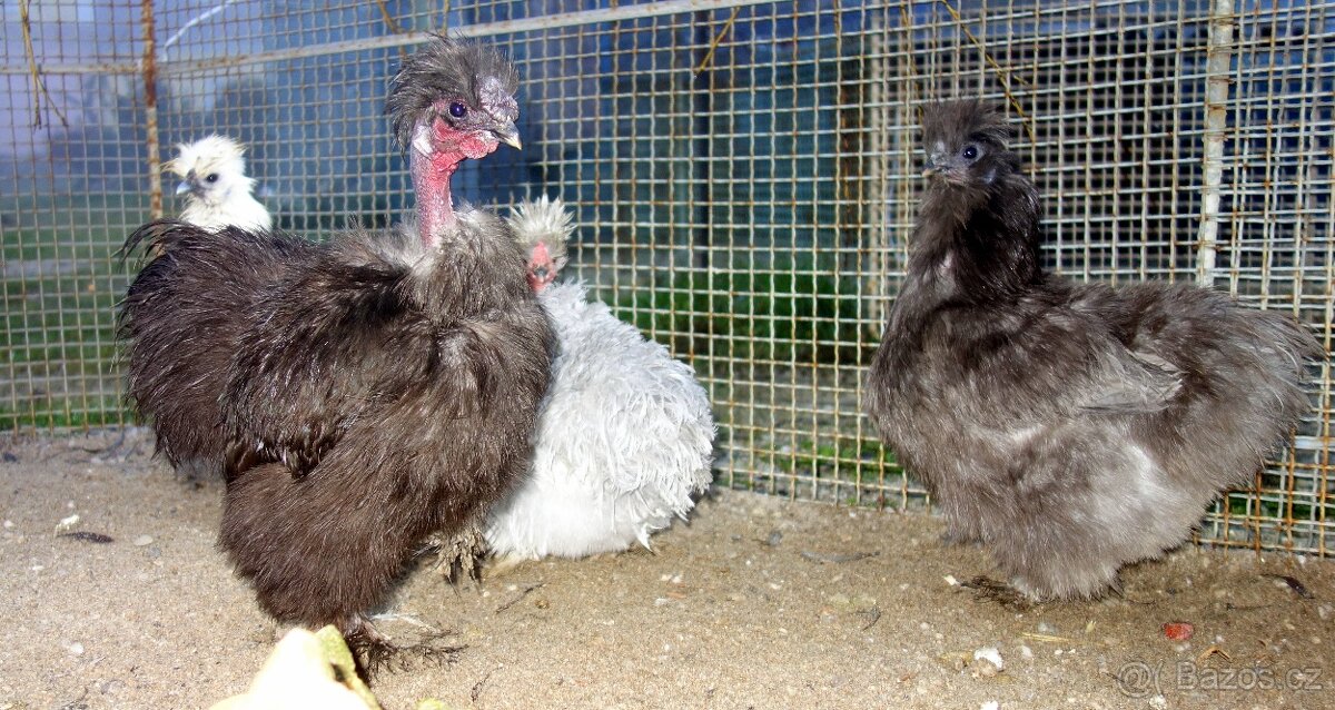 Hedvábnička USA - holokrčka - 5