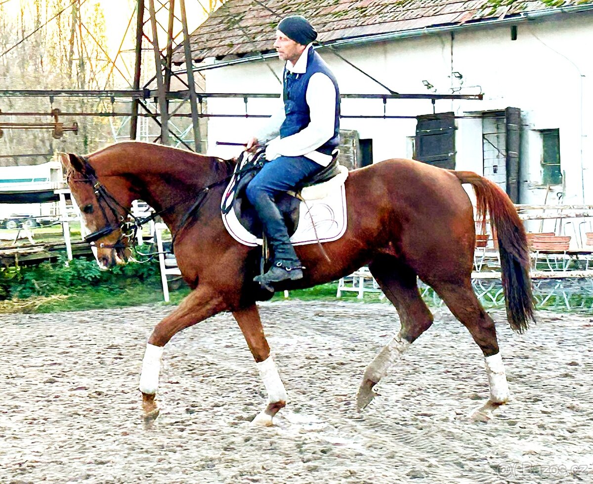 11 letý zkušený valach - 5