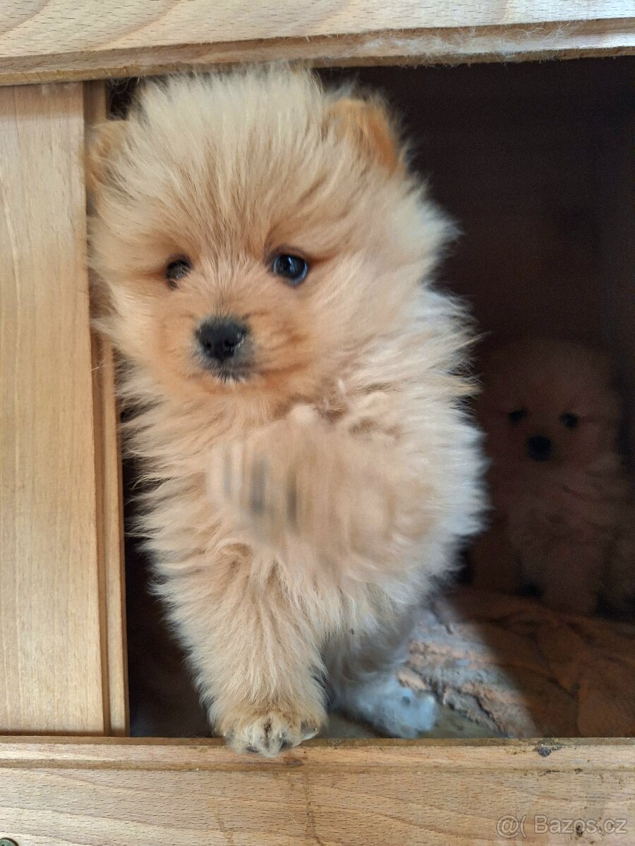 Pomeranian,pomerian špic - 5