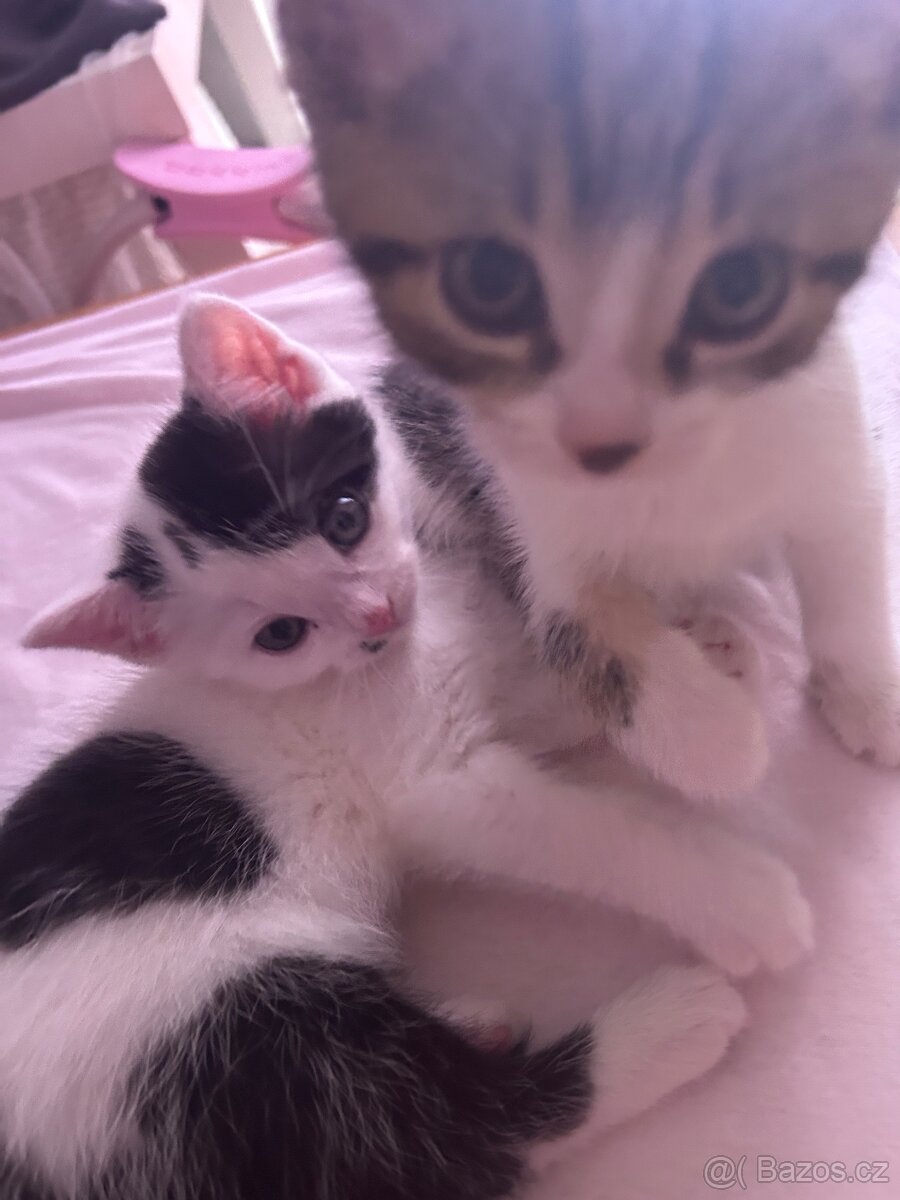 6 Rozkošných Koťátek (Máma Britka s PP x Pouliční Elegán) - 5