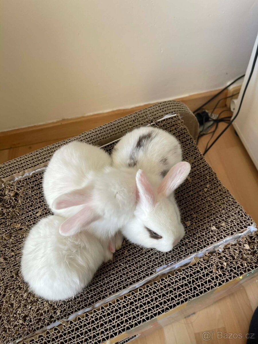 Králičci k rezervaci - 5