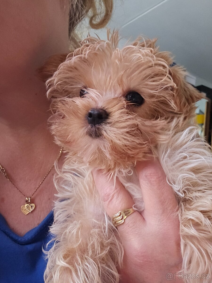 Maltipoo - 5