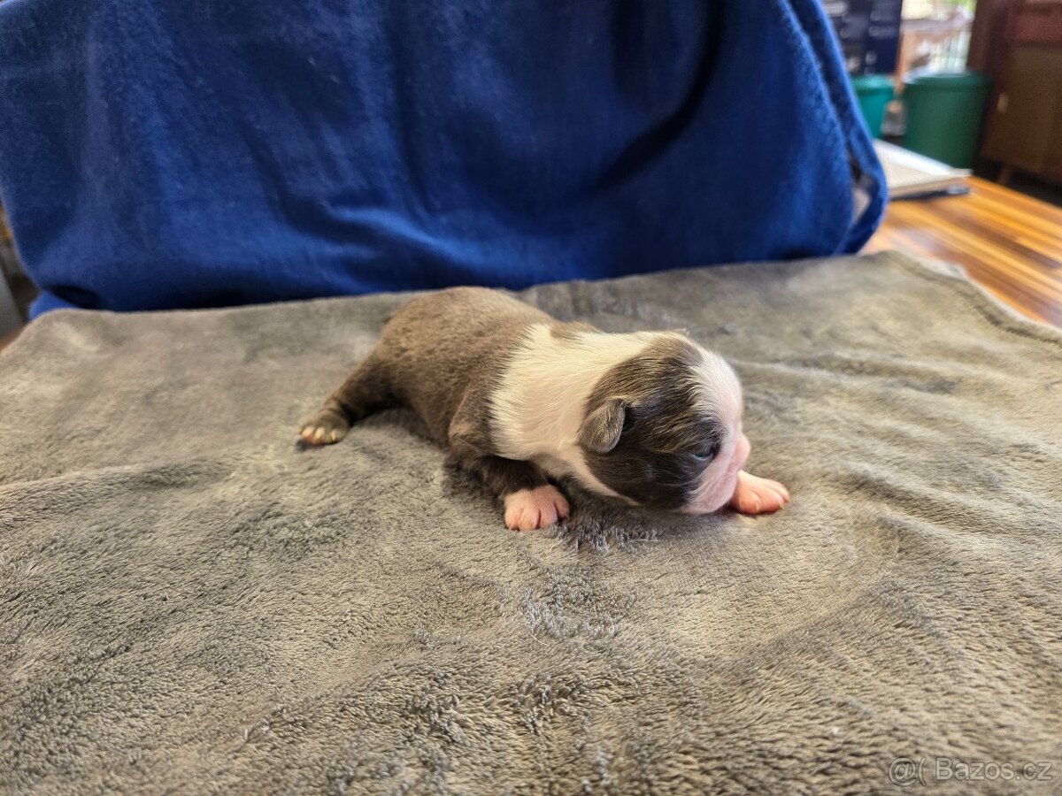 Bostonský teriér color red - 5