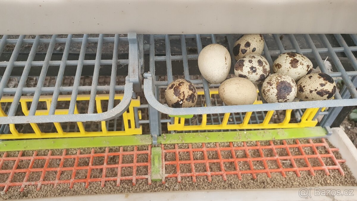 Klec CIMUKA s 8 křepelkami - 5