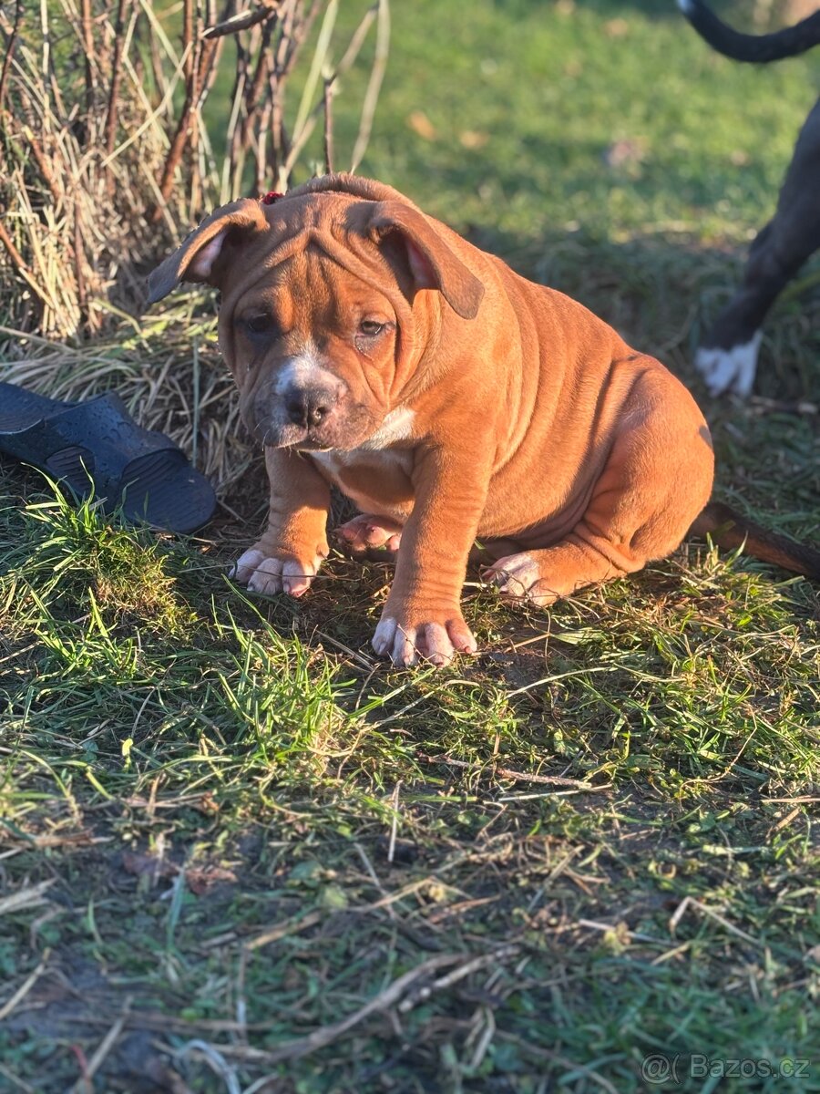 American Bully pocket - 5