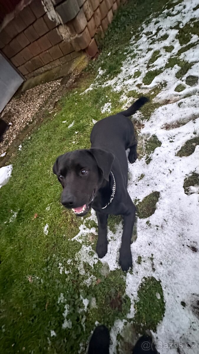 Kříženec labrador a slovenský kopov - 5