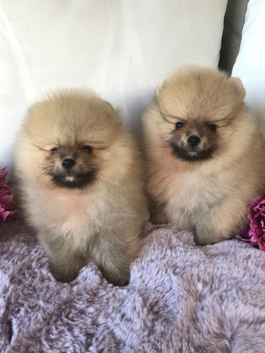 Pomeranian s p.p - 5