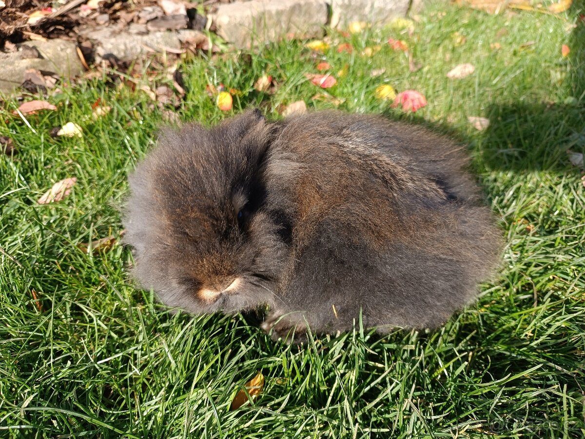 Zakrslý králík - 5