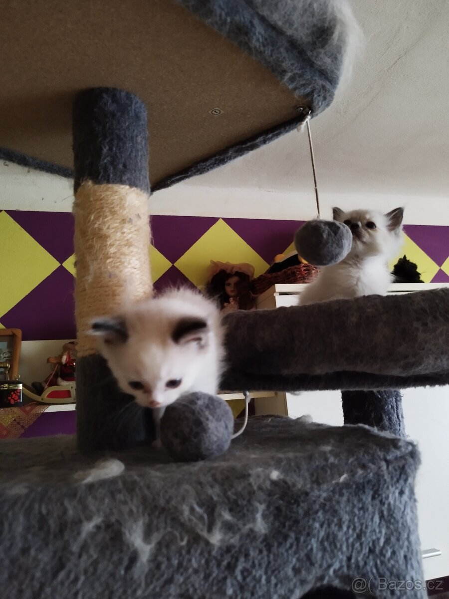 Prodej koťátek radgol - 5