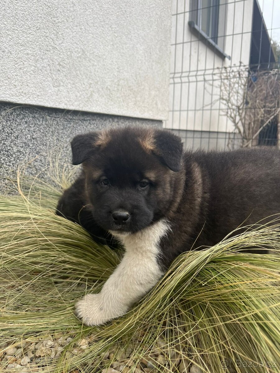 Americka Akita - 5