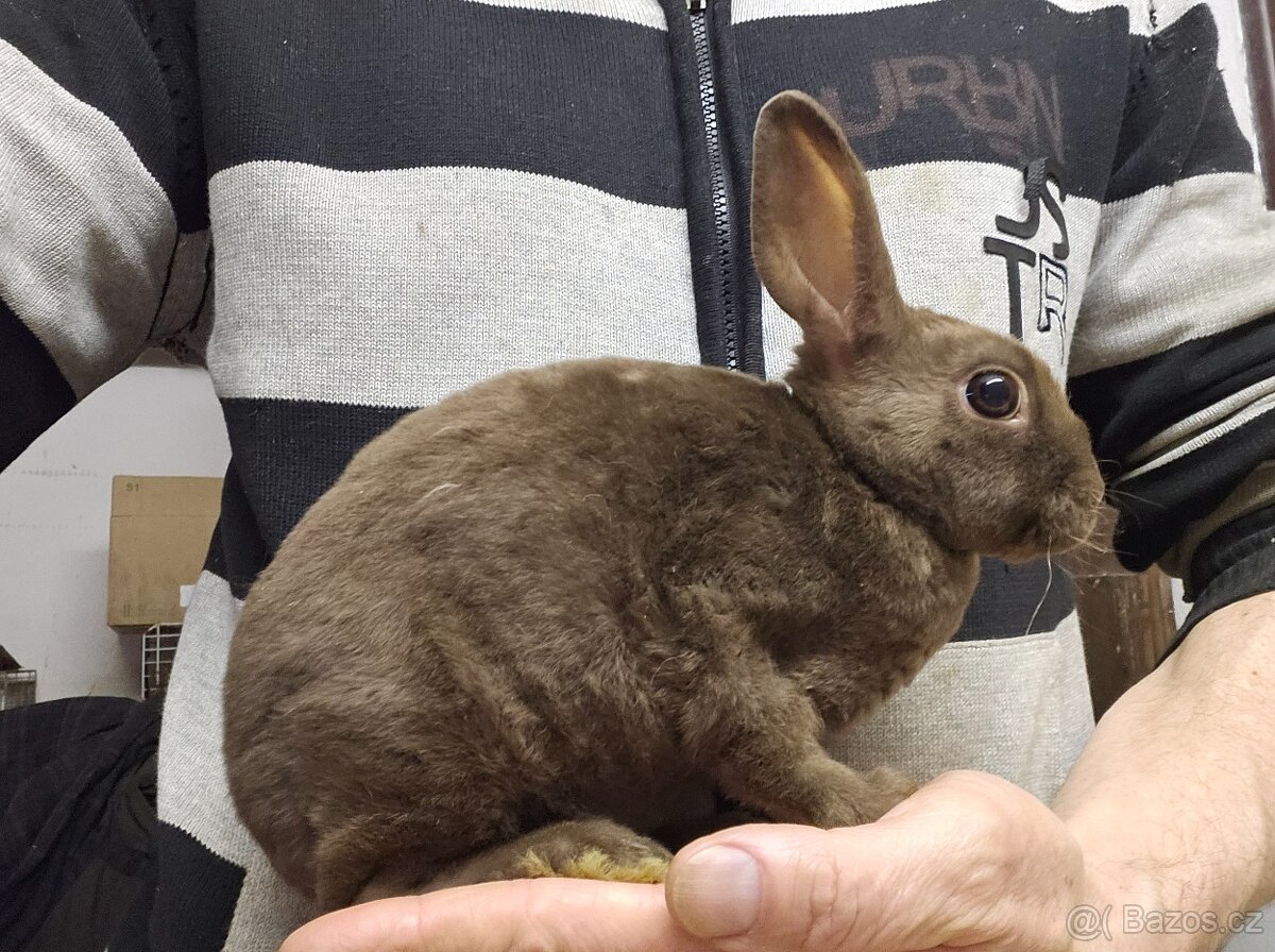 Zakrslý králíček - 5