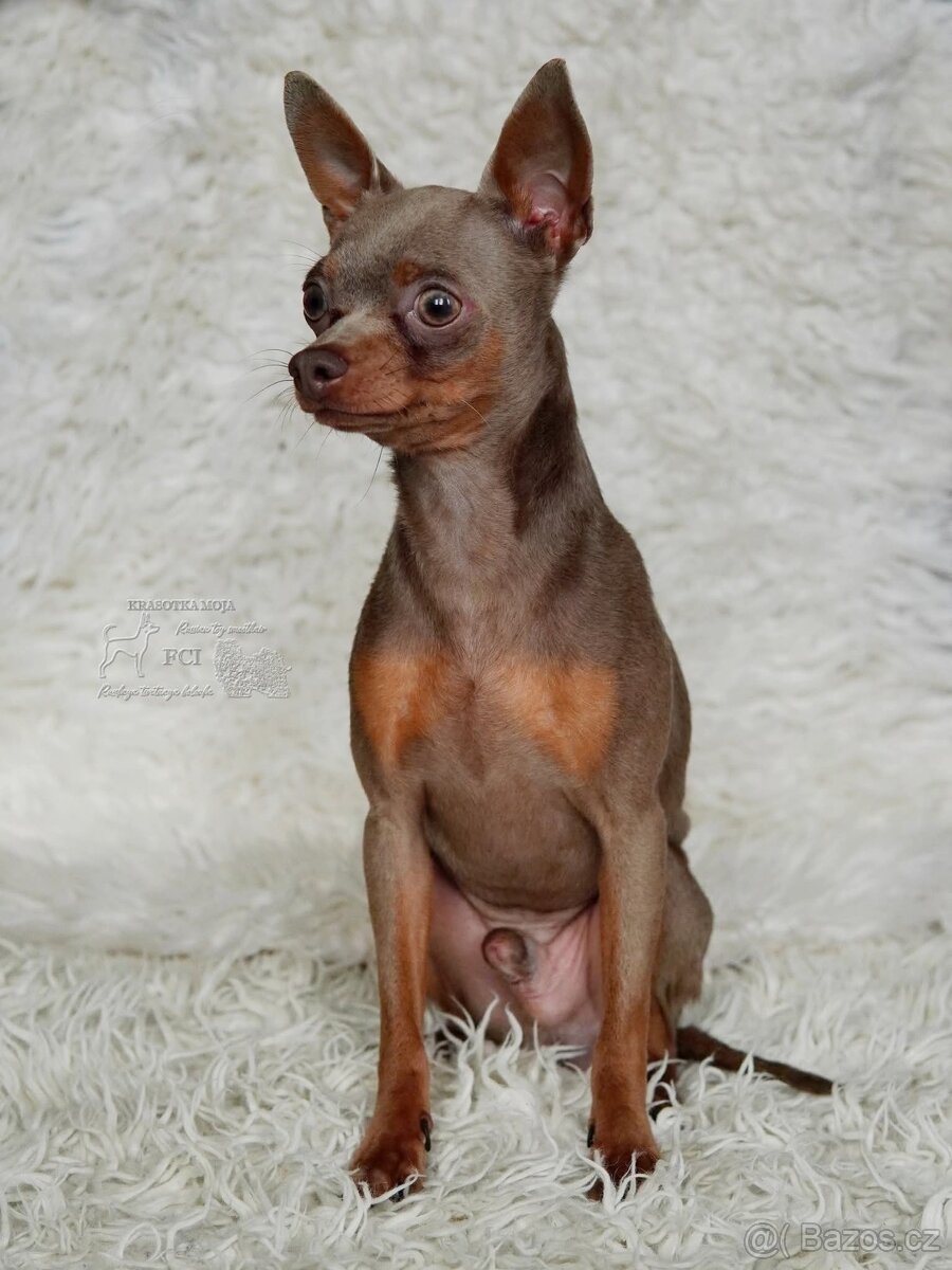 Rusky toy hladkosrsty s PP FCI - 5