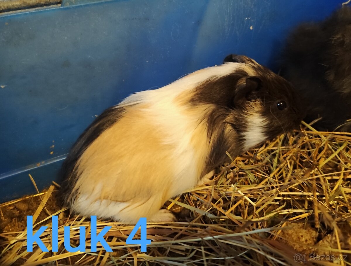 morče, morčátko - 5