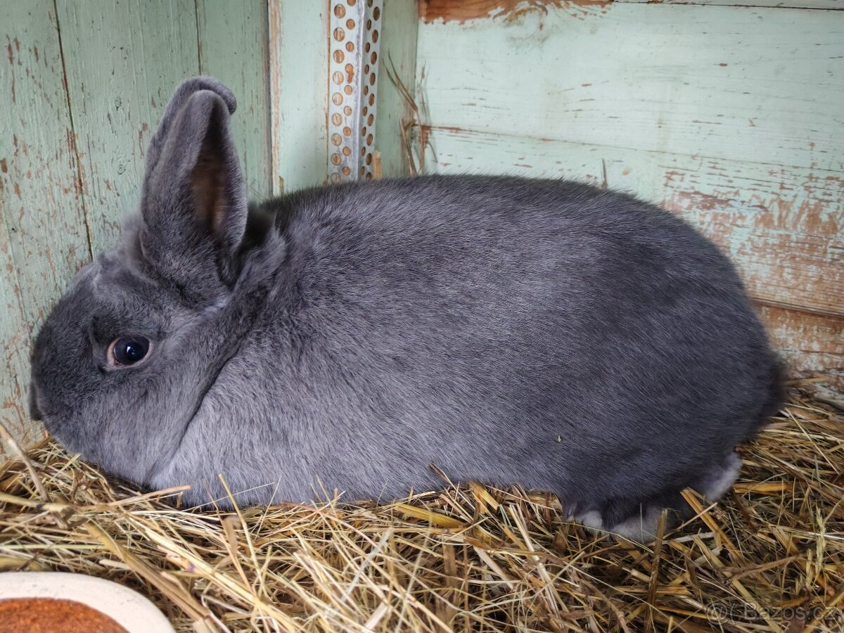 Holíčský modrý - 5