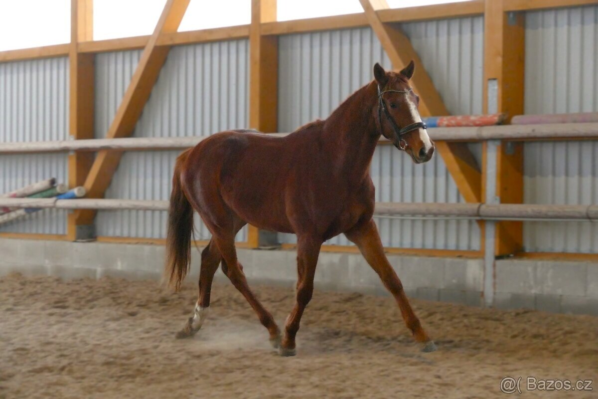 Letos čtyřletý sympatický valach - 5